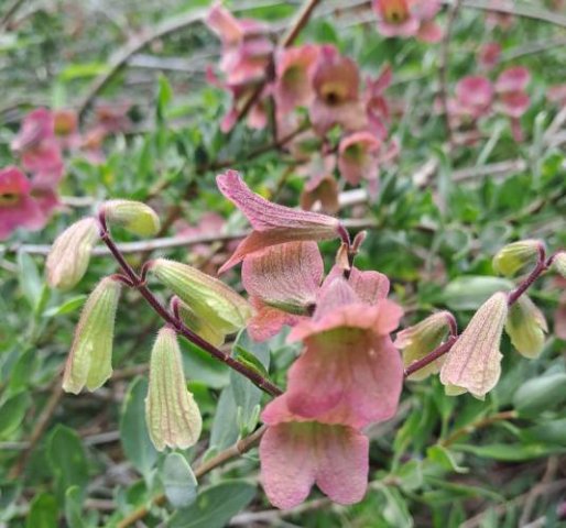 Salvia lanceolata buds and calyces